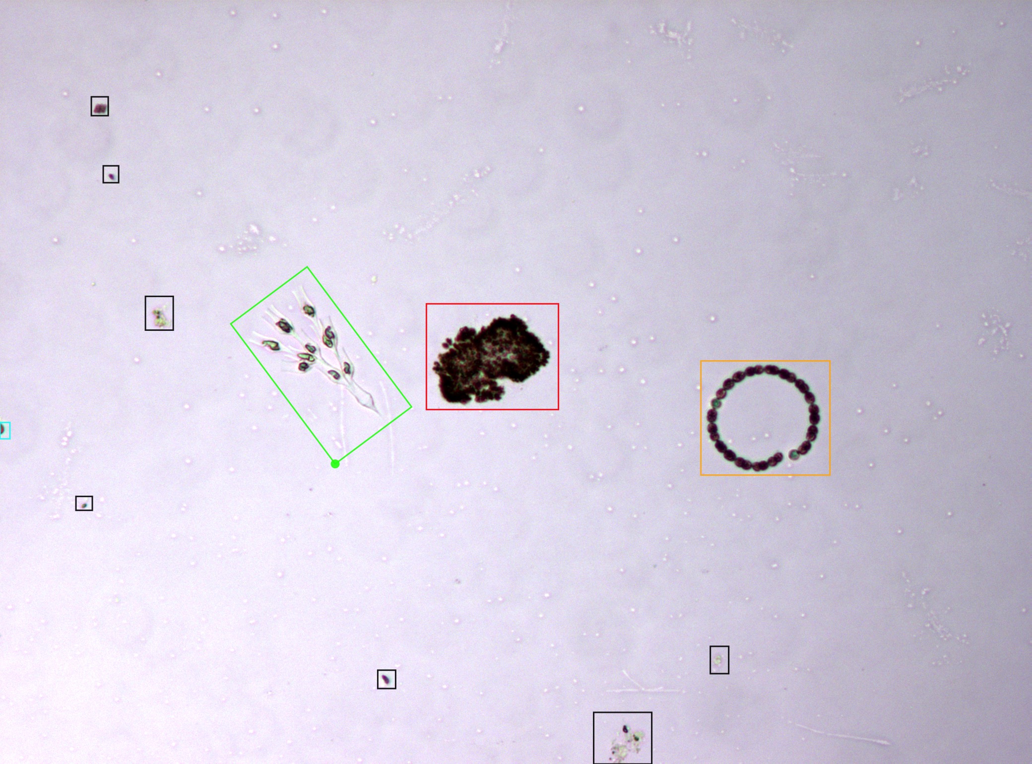 Example image of the microscopy image freshwater phytoplankton dataset